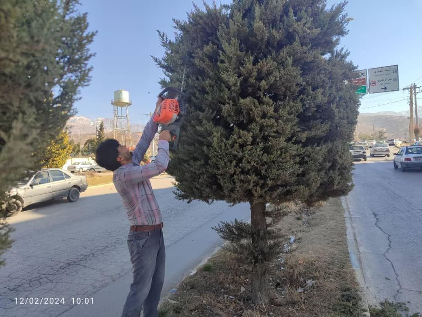 اصلاح و فرم دهی درختان  سطح شهر یاسوج